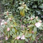bloemen die staan te ontluiken