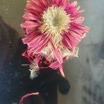 bloem met afvallende zaadjes